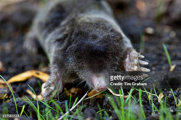 European mole, Talpa Europaea, in a country garden, the Cotswolds, Oxfordshire, UK