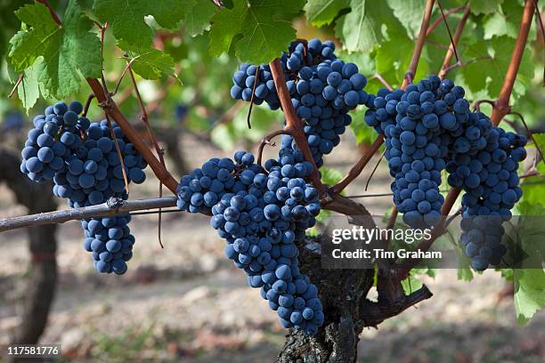 Merlot grapes on ancient vine at Chateau Lafleur at Pomerol in the Bordeaux region of France