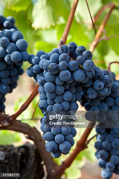 Merlot grapes on ancient vine at Chateau Lafleur at Pomerol in the Bordeaux region of France