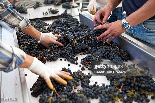 Sorting grapes by hand at famous Chateau Petrus wine estate at Pomerol in Bordeaux, France