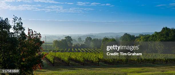 Vineyard of Cabernet Sauvignon vines at Chateau Fontcaille Bellevue in Bordeaux wine region of France