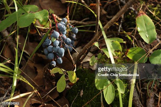 Wild sarvisberries grow in the Rattlesnake National Recreation Area in the Lolo National Forest September 19, 2019 in Missoula, Montana. According to...
