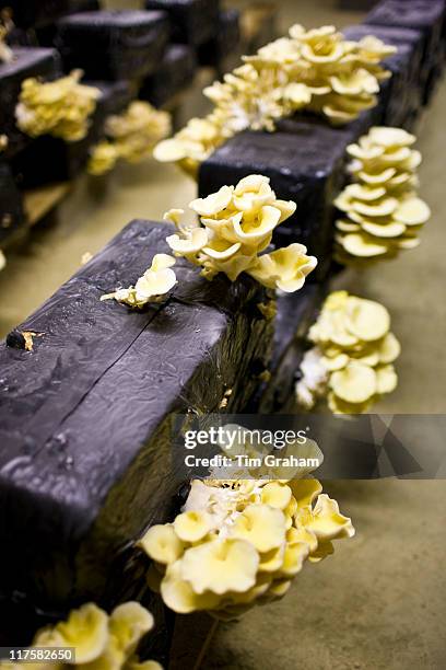 Oyster mushrooms, pleurote champignons, Pleurotus ostreatus, grow in troglodyte cave in Loire Valley, France