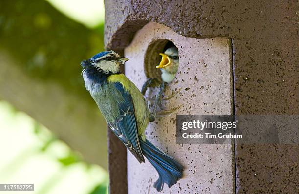 Bluetit bird feeding hungry young nestling in a garden bird box, The Cotswolds, Oxfordshire, England, United Kingdom