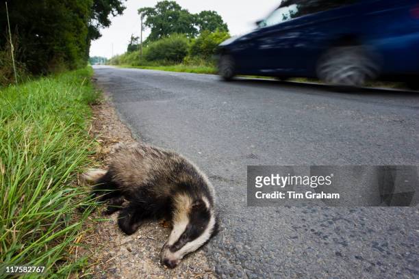 Car speeds past dead badger, roadkill, Sussex, England