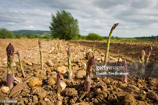 Asparagus spears growing in stony ground at Revills Farm in the Vale of Evesham, Worcestershire, UK