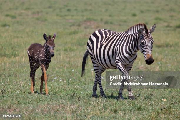 1,417 Animals With Spots And Stripes Photos and Premium High Res Pictures - Getty Images 1,417 Animals With Spots And Stripes Photos and Premium High Res Pictures - Getty Images