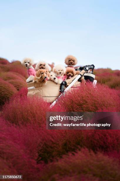 dogs inside a stroller for a picnic at park surround by autumn leaves - hitachi seaside park stock pictures, royalty-free photos & images