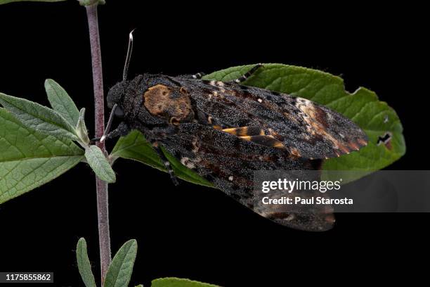 acherontia atropos (death's-head hawkmoth) - hawk moth stock pictures, royalty-free photos & images