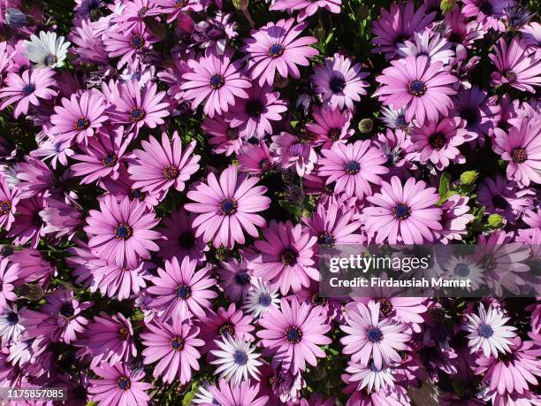 dimorphotheca ecklonis or osteospermum or african daisy in full bloom - osteospermum - fotografias e filmes do acervo