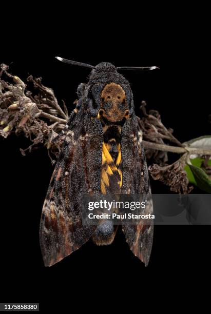 acherontia atropos (death's-head hawkmoth) - hawk moth stock pictures, royalty-free photos & images