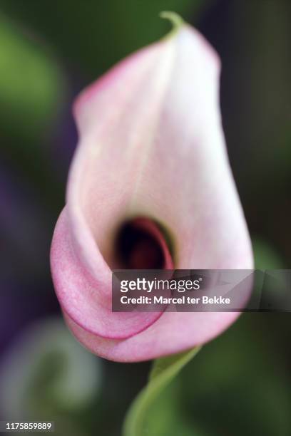 white calla lily flower - calla lilies white fotografías e imágenes de stock