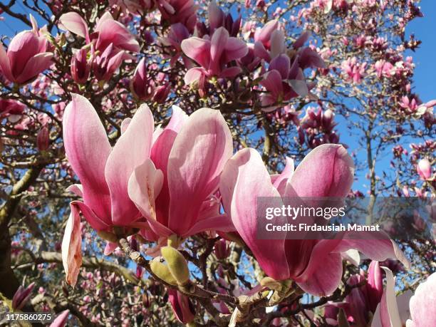 magnolia soulangeana or known as magnolia rustic rubra - magnolia soulangeana fotografías e imágenes de stock