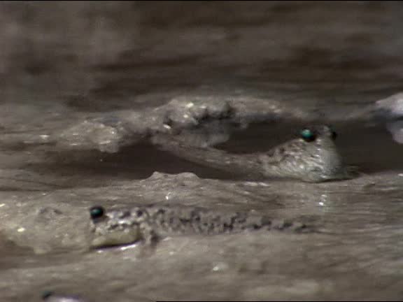 Puddle Of Fish Videos and HD Footage - Getty Images