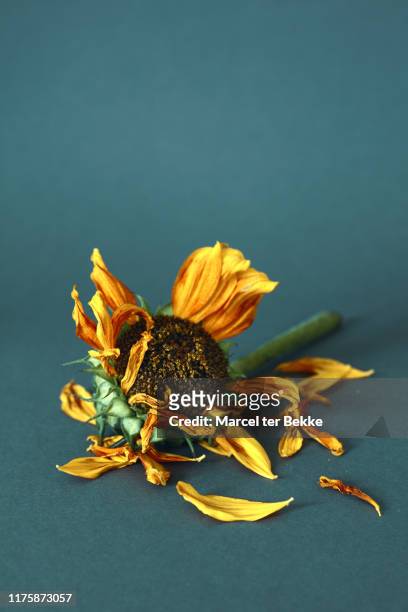 dead sunflower on grey background - girasol común fotografías e imágenes de stock