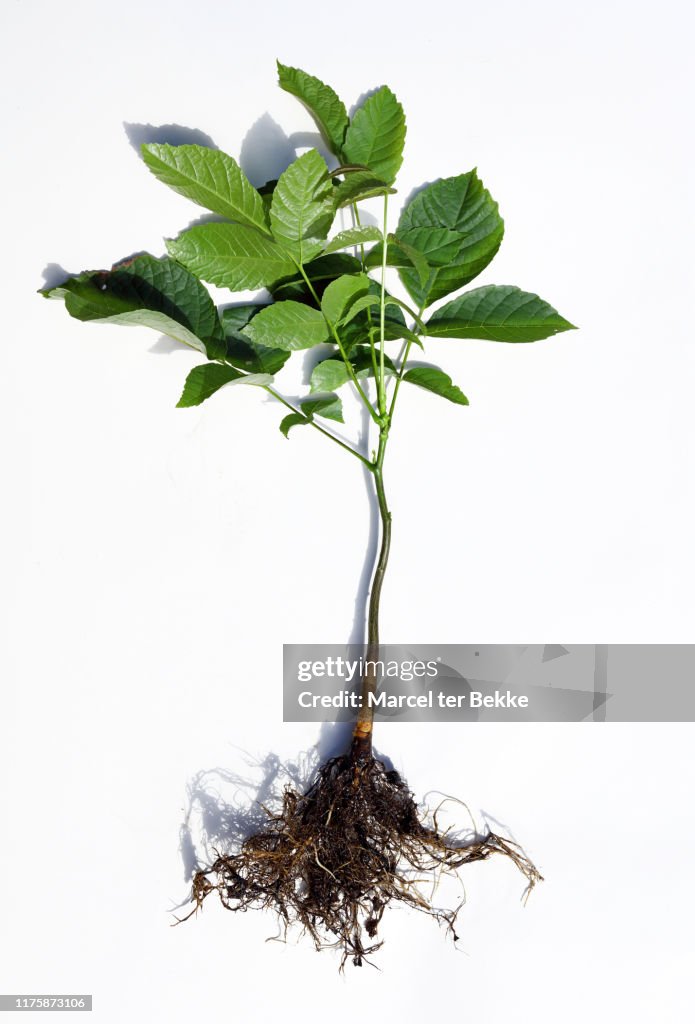 Walnut Deep Roots Young Walnut Tree With Bare Roots High-Res Stock Photo - Getty Images