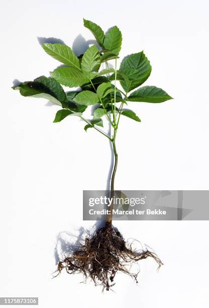 young walnut tree with bare roots - sapling stock pictures, royalty-free photos & images
