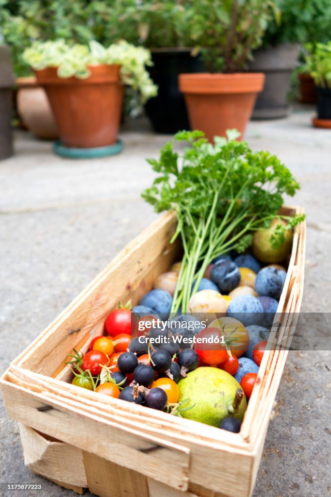Harvest, different sorts of vegetables and fruits in basket