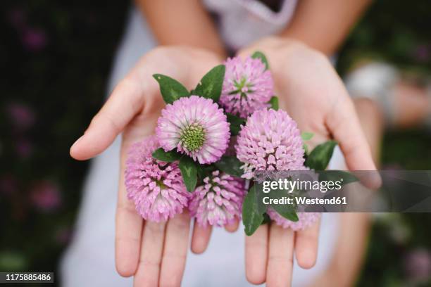 girl's hands with clover flowers - clover sprouts stock pictures, royalty-free photos & images