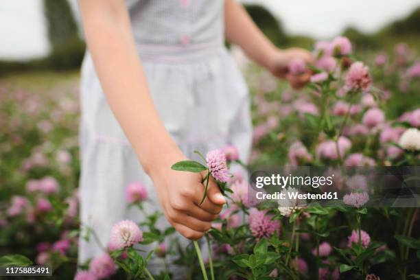 girl's hands with clover flowers - clover sprouts stock pictures, royalty-free photos & images