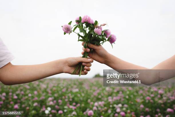 boy's hand taking clover flowers - man giving flowers stock-fotos und bilder