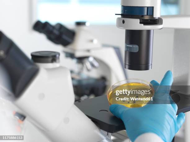Inverted Microscope Sample 52 Inverted Microscope Stock Photos, High-Res Pictures, and Images ...