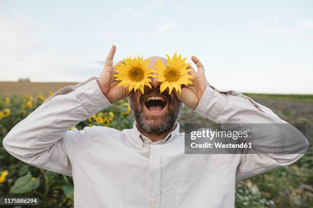 playful man covering his eyes with sunflowers in a field - blumen als accessoire stock-fotos und bilder