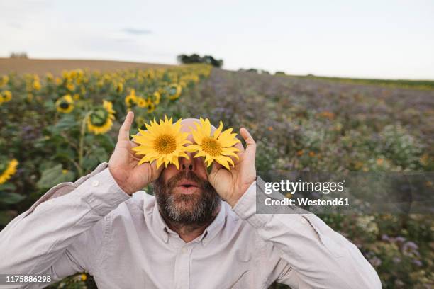playful man covering his eyes with sunflowers in a field - blumen als accessoire stock-fotos und bilder