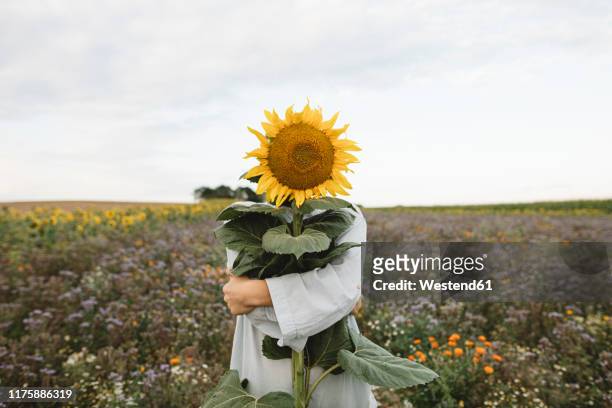 sunflower covering face of a boy in a field - sunflowers stock-fotos und bilder