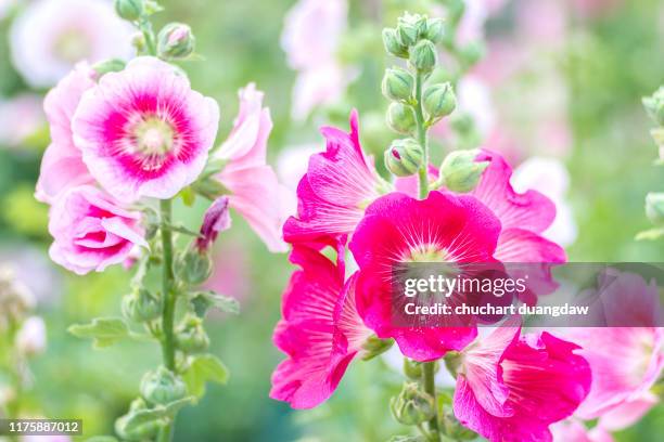 flowers holly hock (hollyhock) pink in the garden - kaasjeskruid stockfoto's en -beelden