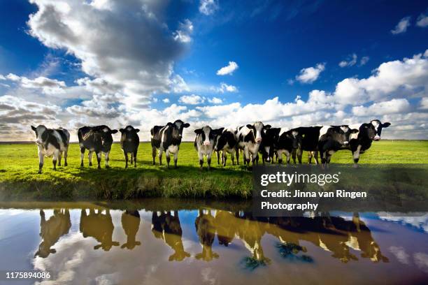 dutch holstein cows standing in a field reflected in water - ko bildbanksfoton och bilder