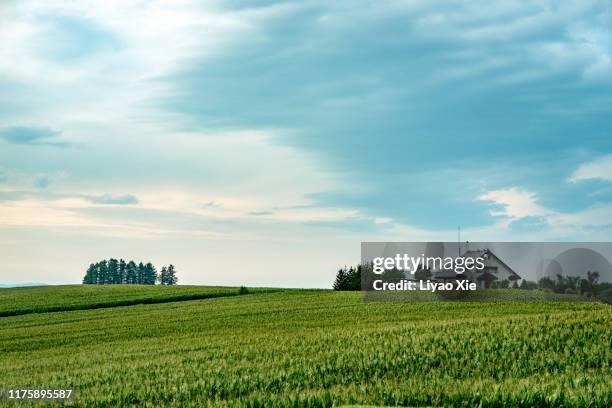 tranquil scene in biei - hokkaido stock pictures, royalty-free photos & images