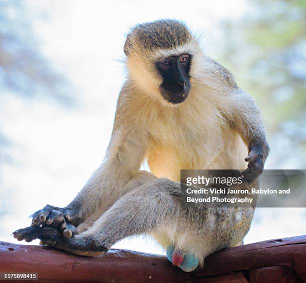 male vervet monkey showing off his colorful private parts at samburu, kenya - penis humour photos et images de collection