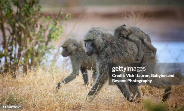 family of baboons on the move against the ewaso ng'iro river at samburu, kenya - baboons stock pictures, royalty-free photos & images