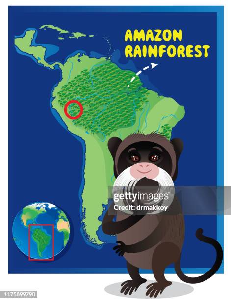 amazon rainforest and emperor tamarin - peru rainforest stock illustrations