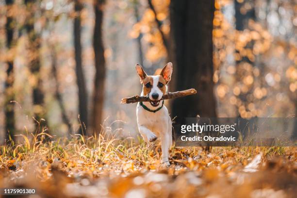 jack russell parson terrier correndo em direção à câmera - autumn dog - fotografias e filmes do acervo