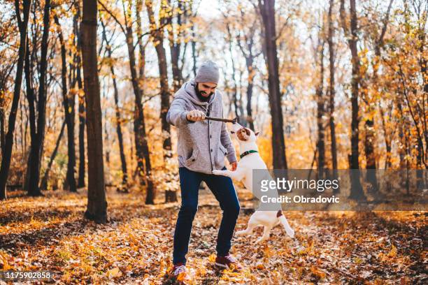 man met stok is het trainen van de hond stockfoto - autumn dog stockfoto's en -beelden