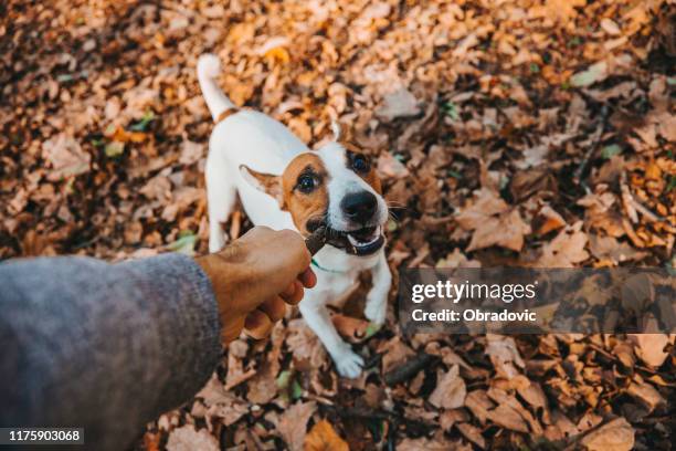 lets have fun - jack russell terrier stock pictures, royalty-free photos & images