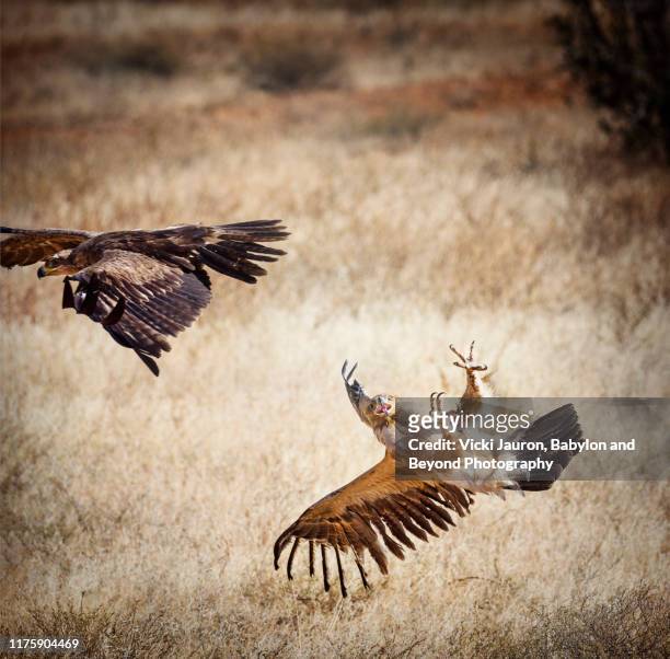 tawny eagle attacking in dramatic battle at samburu, kenya - lesser spotted eagle stock pictures, royalty-free photos & images