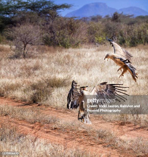 tawny eagle attacking a lesser spotted eagle in dramatic battle at samburu, kenya - lesser spotted eagle stock pictures, royalty-free photos & images