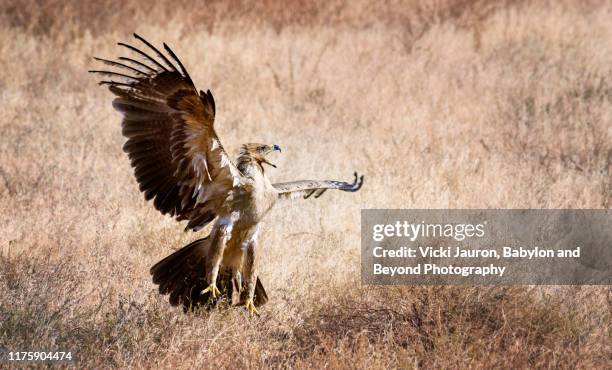 lesser spotted eagle defending against attack in samburu, kenya - lesser spotted eagle stock pictures, royalty-free photos & images