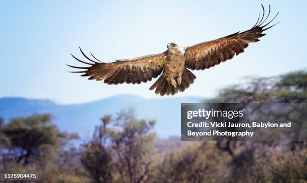 tawny eagle in elegant flight against blue sky and landscape at samburu, kenya - 鷲 ストックフォトと画像
