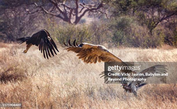 dramatic battle of eagles with two tawnys attacking lesser spotted at samburu, kenya - lesser spotted eagle stock pictures, royalty-free photos & images