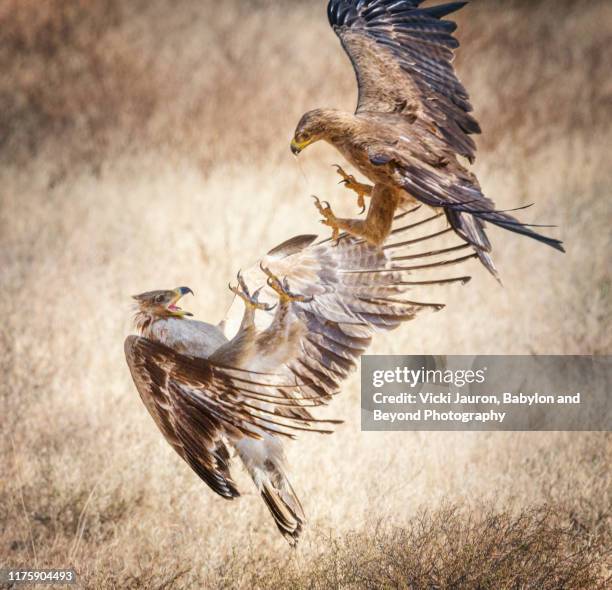 close up of a tawny eagle attacking a lesser spotted eagle in dramatic battle at samburu, kenya - animals fighting stock pictures, royalty-free photos & images