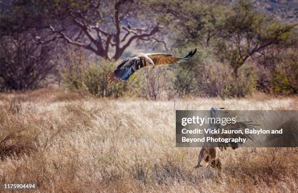 dramatic battle of eagles with tawny attacking lesser spotted at samburu, kenya - lesser spotted eagle stock pictures, royalty-free photos & images