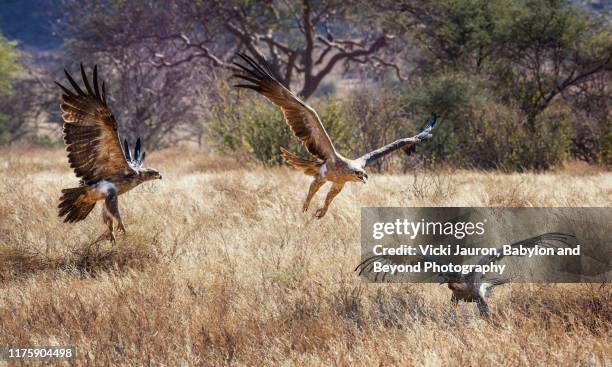 dramatic battle of eagles with tawnys attacking lesser spotted at samburu, kenya - lesser spotted eagle stock pictures, royalty-free photos & images