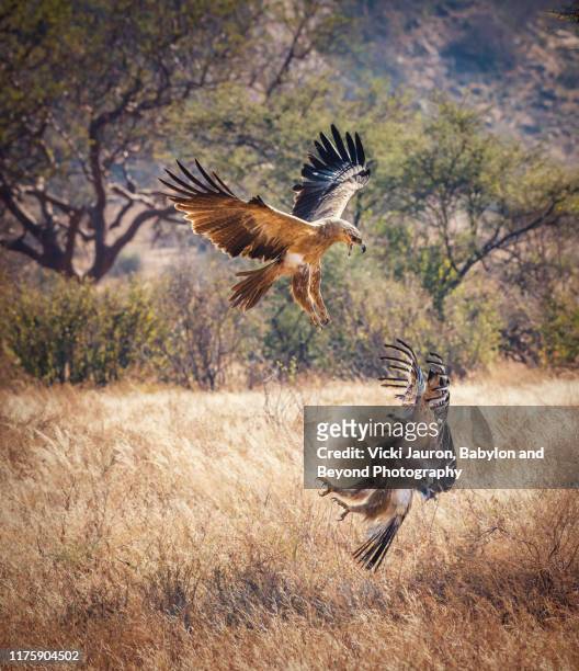 dramatic battle of eagles in mid air with tawny attacking lesser spotted at samburu, kenya - animal win fotografías e imágenes de stock