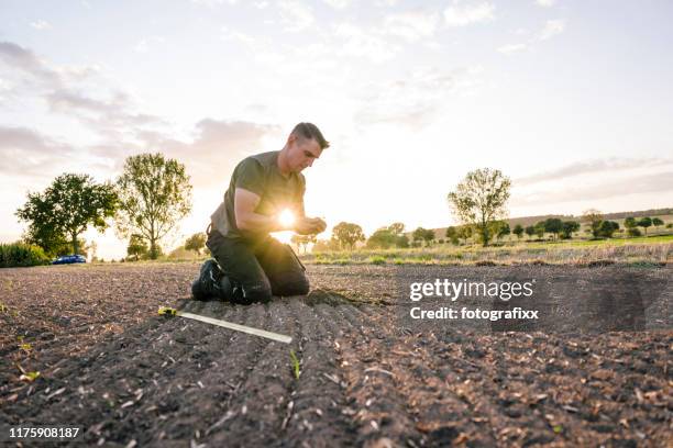 um unkraut zu berechnen, kniet ein landwirt in einem rapsfeld und misst mit einem klapplineal - seeding stock-fotos und bilder