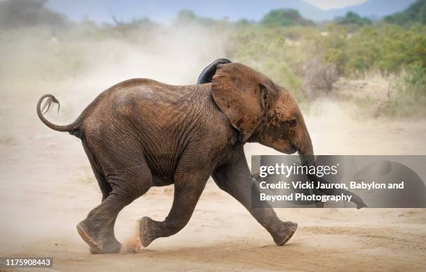 cute elephant calf on the run and kicking up dust at samburu, kenya - african elephant calf stock pictures, royalty-free photos & images