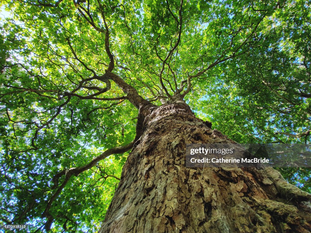 Tree Hugger